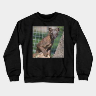 Fossa Crewneck Sweatshirt